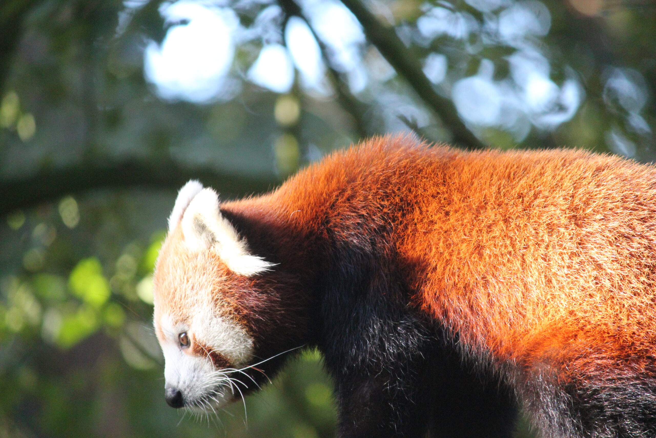 Banham Zoo welcomes baby Red Panda - Norfolk Chamber of Commerce