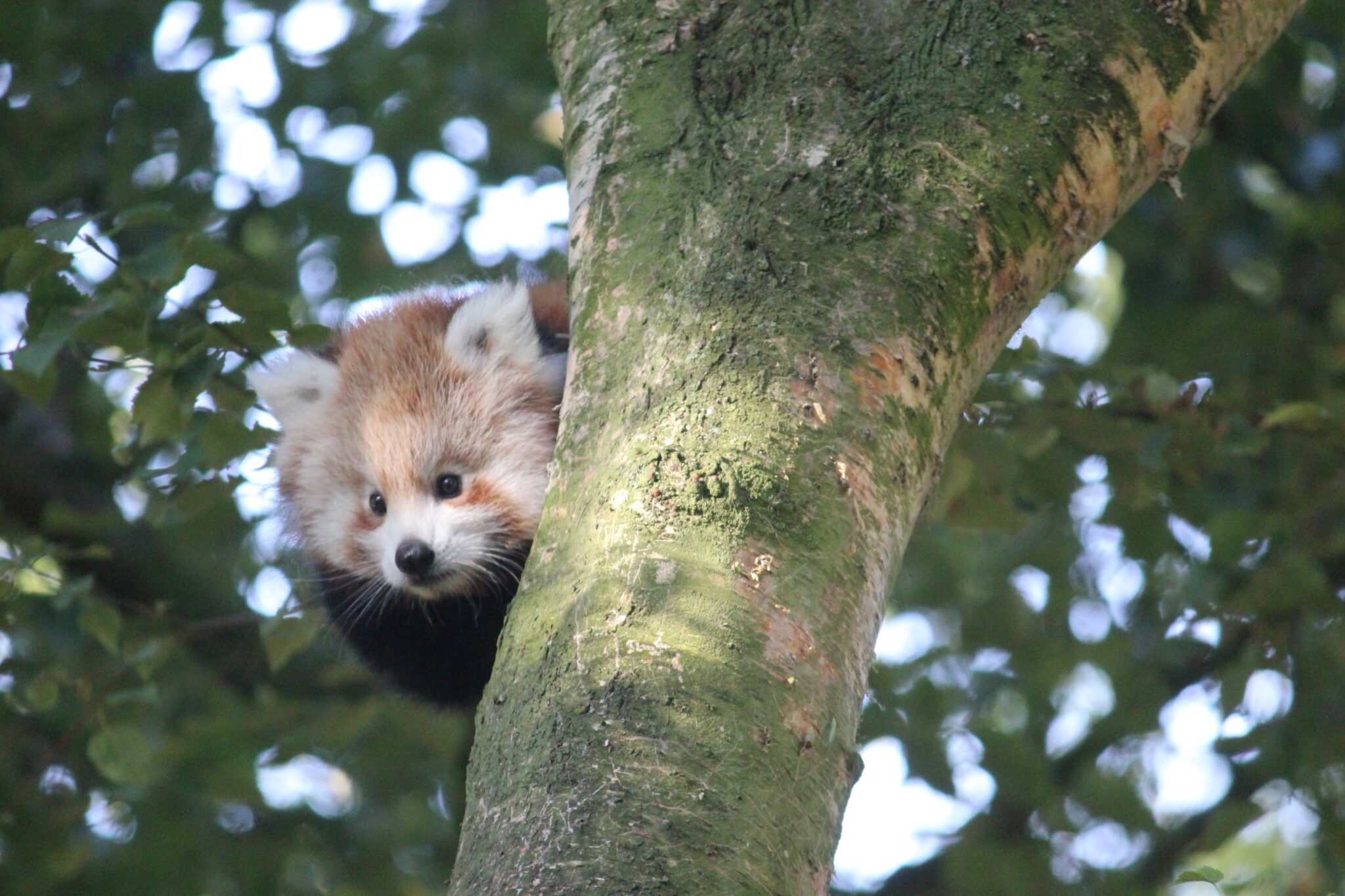 Banham Zoo welcomes baby Red Panda - Norfolk Chamber of Commerce