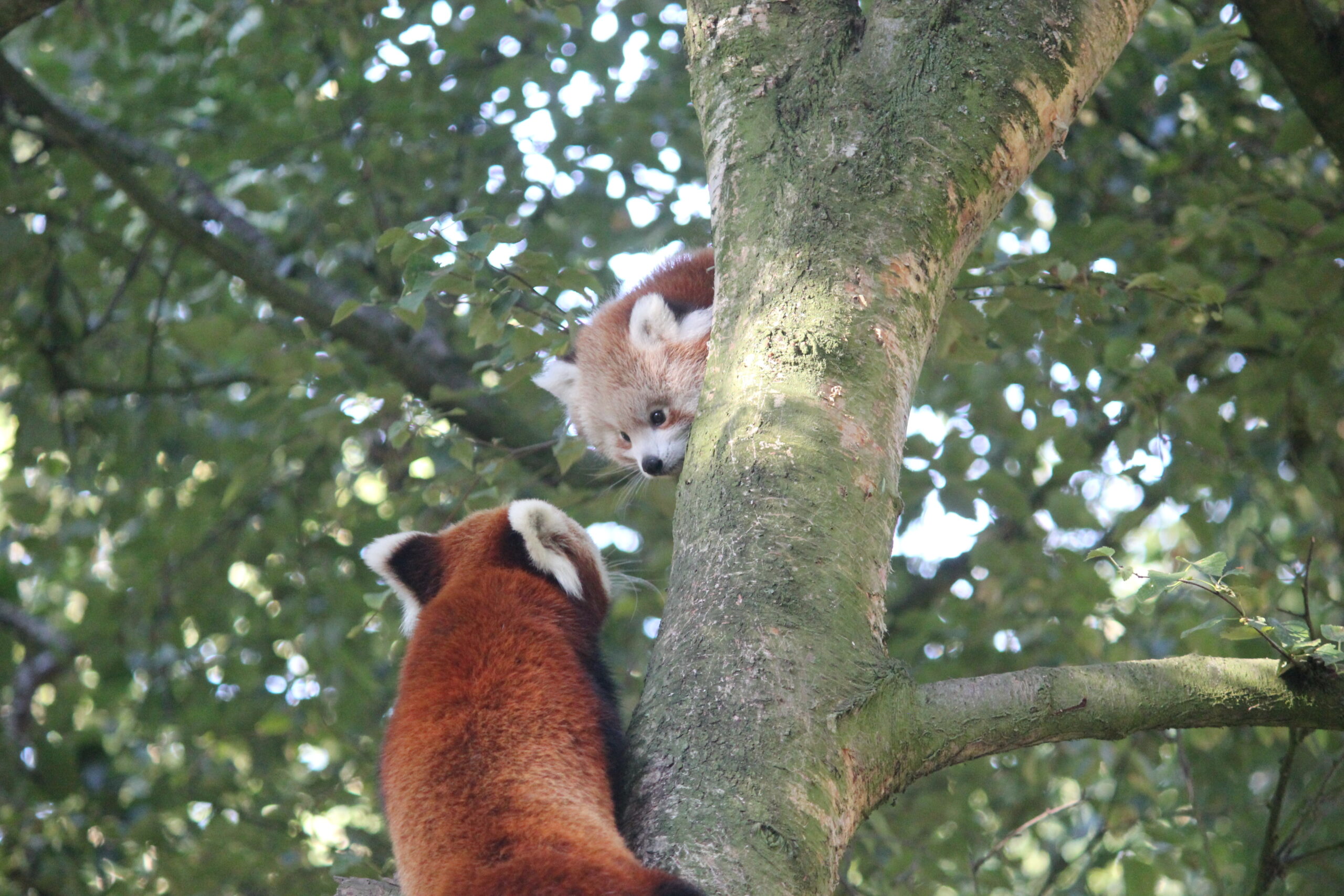 Banham Zoo welcomes baby Red Panda - Norfolk Chamber of Commerce